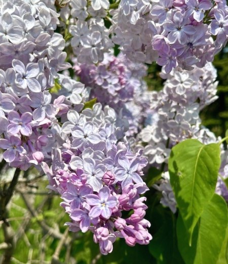 thumbnail_IMG_6849 (1)