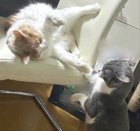 thumbnail_IMG_3781 (2)