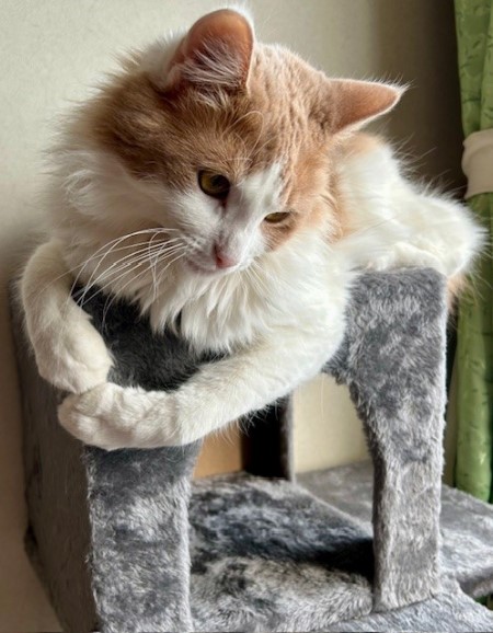 thumbnail_IMG_3330_1