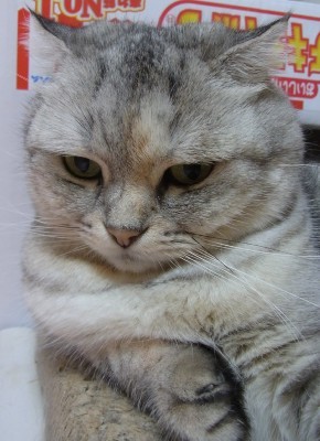 「猫だらけ」