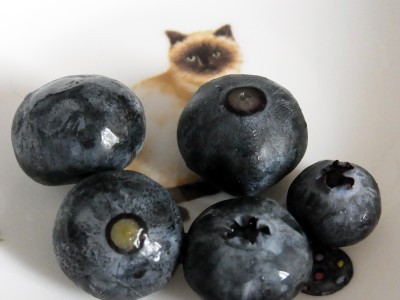 「猫だらけ」