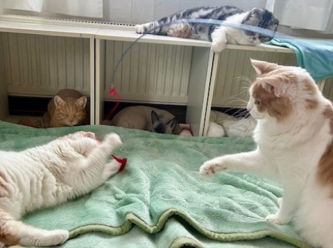 thumbnail_IMG_0302 (2)