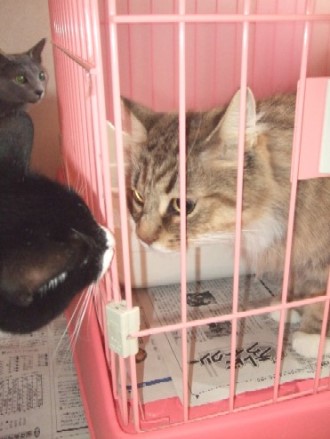 2008_0202猫写真0051_1