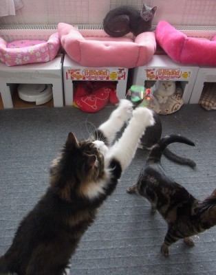 「猫だらけ」