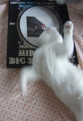 「猫だらけ」