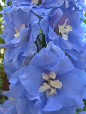 花カレンダー22