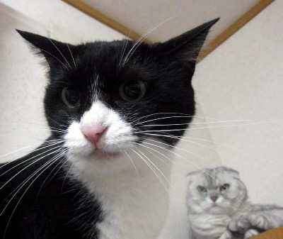 「猫だらけ」