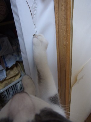 「猫だらけ」