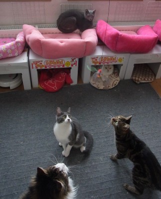 「猫だらけ」