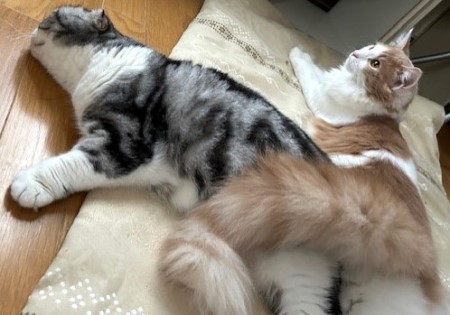 thumbnail_IMG_2210 (1)