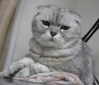 「猫だらけ」