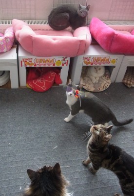 「猫だらけ」