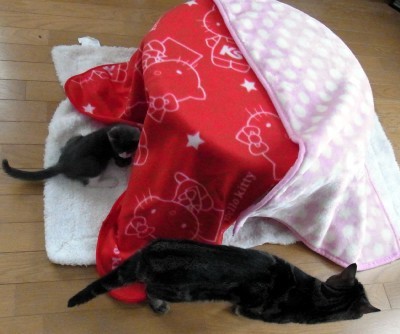 「猫だらけ」