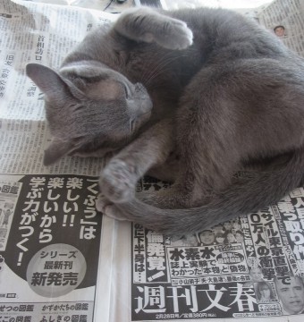 「猫だらけ」