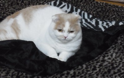 「猫だらけ」