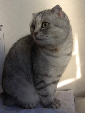「猫だらけ」