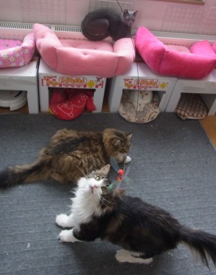 「猫だらけ」