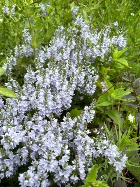 thumbnail_IMG_1189