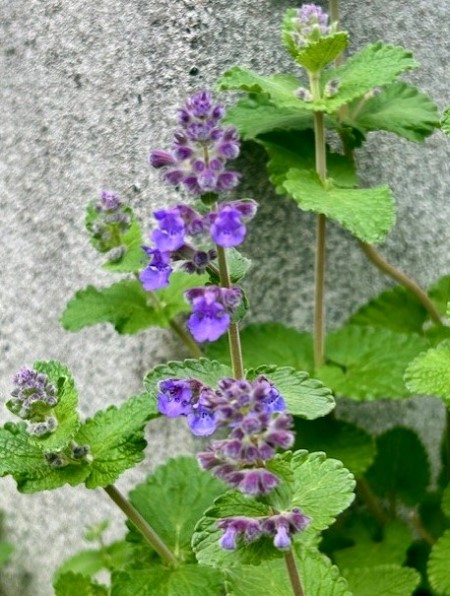 thumbnail_IMG_5776 (2)