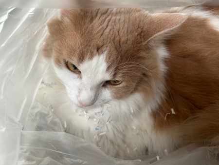 thumbnail_IMG_2780_1