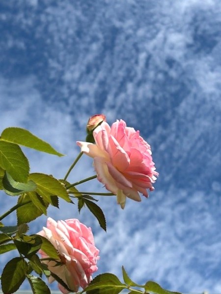 thumbnail_IMG_5484 (1)