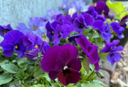 thumbnail_IMG_8529 (1)