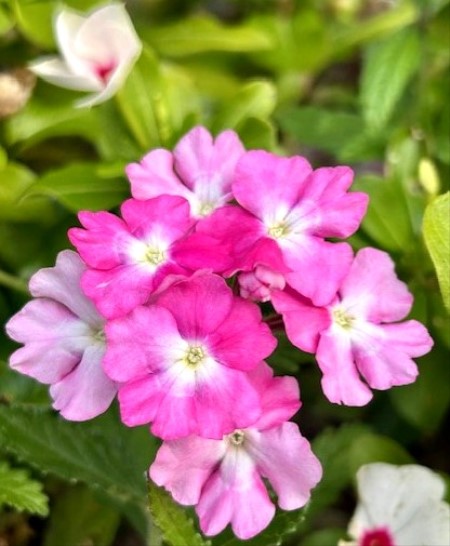 thumbnail_IMG_3673 (2)