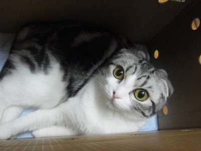 「猫だらけ」