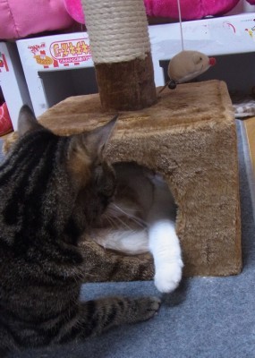 「猫だらけ」