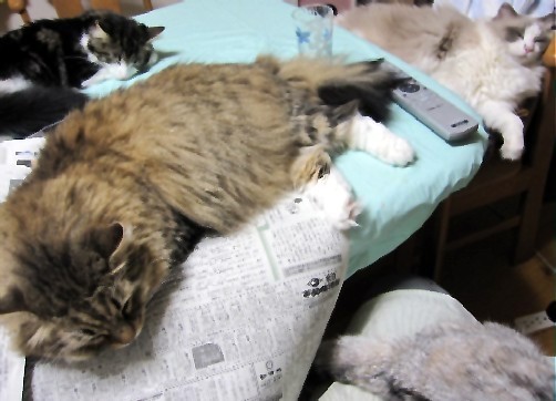 「猫だらけ」