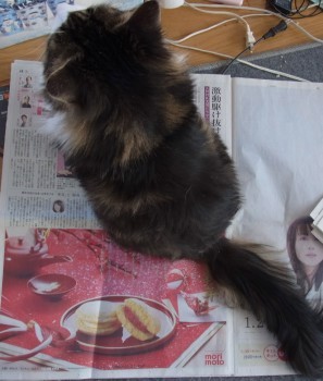 「猫だらけ」