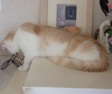 「猫だらけ」