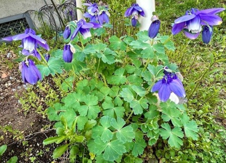 thumbnail_IMG_6342 (1)