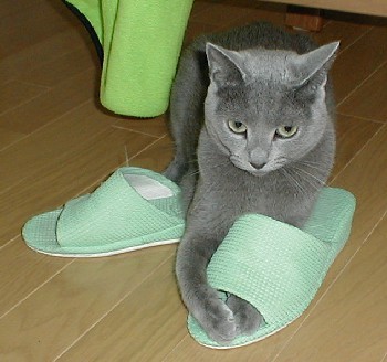 猫もスリッパやサンダルが好き 猫だらけ Powered By ライブドアブログ 猫もスリッパやサンダルが好き 猫だらけ Powered By ライブドアブログ