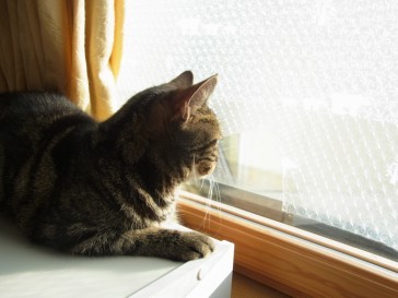 「猫だらけ」