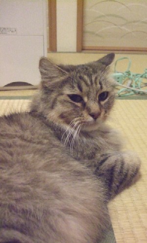 2008_0209猫写真0005