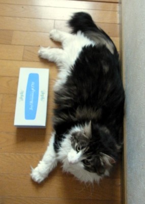 「猫だらけ」