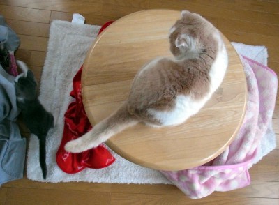 「猫だらけ」