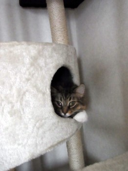 「猫だらけ」