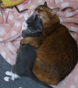 「猫だらけ」