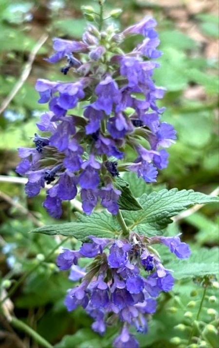 thumbnail_IMG_1904 (1)