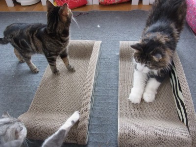 「猫だらけ」