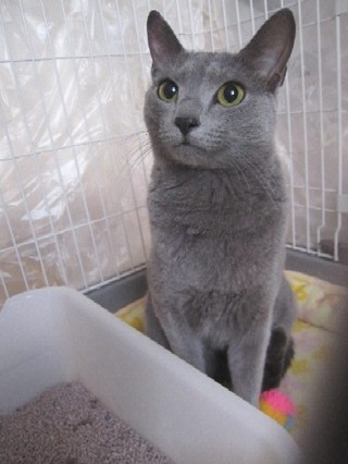 「猫だらけ」