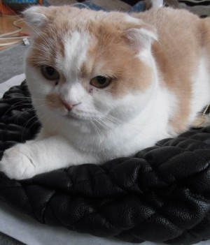 「猫だらけ」