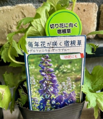 thumbnail_IMG_8764 (1)