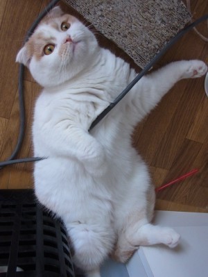 「猫だらけ」