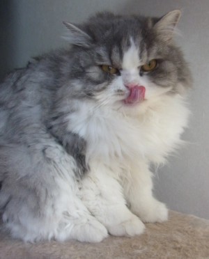 「猫だらけ」