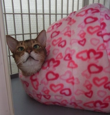 「猫だらけ」