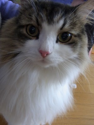 「猫だらけ」
