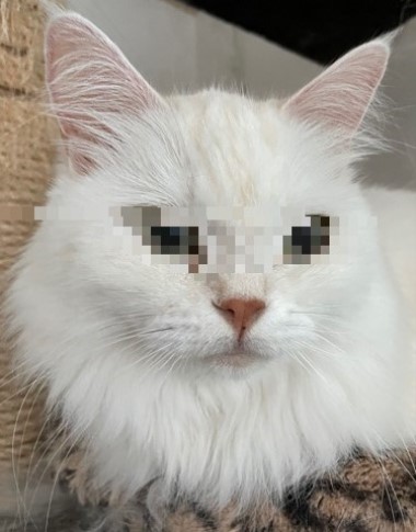 新品フードの袋を破った犯猫は誰 猫だらけ Powered By ライブドアブログ 新品フードの袋を破った犯猫は誰 猫だらけ Powered By ライブドアブログ